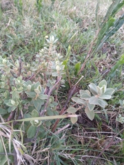 Croton nitrariifolius