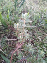 Croton nitrariifolius