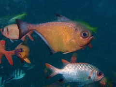 Pempheris vanicolensis