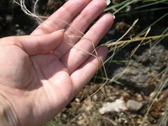 Stipa lithophila