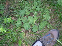 Geranium asphodeloides
