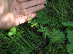 Geranium asphodeloides