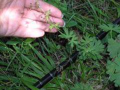 Geranium asphodeloides