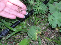 Geranium asphodeloides