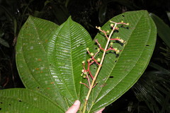 Image of Miconia appendiculata