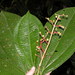 Miconia appendiculata - Photo (c) Eduardo Chacón-Madrigal, μερικά δικαιώματα διατηρούνται (CC BY), uploaded by Eduardo Chacón-Madrigal