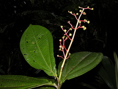 Miconia appendiculata