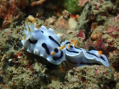 Chromodoris alcalai