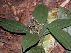 Miconia appendiculata