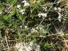 Asperula supina