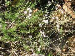 Asperula supina