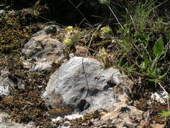 Anthyllis vulneraria boissieri