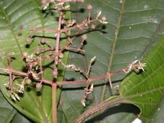 Miconia appendiculata