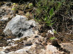Anthyllis vulneraria boissieri