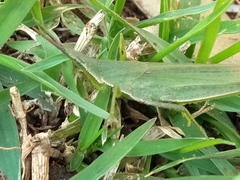 Atractomorpha australis