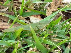 Atractomorpha australis