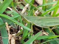 Atractomorpha australis