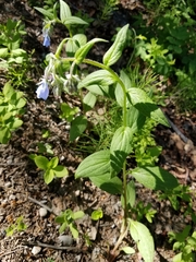 Mertensia paniculata paniculata
