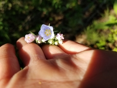 Mertensia paniculata paniculata
