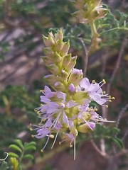 Dalea scariosa