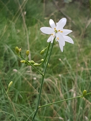 Anthericum