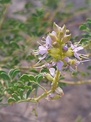 Dalea scariosa