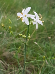 Anthericum