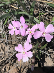 Phlox woodhousei