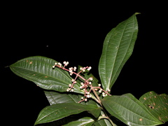 Miconia appendiculata image