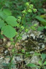 Campanula sibirica taurica