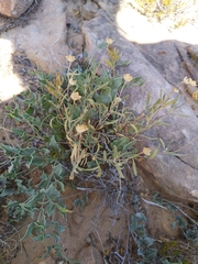 Acleisanthes