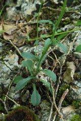 Campanula sibirica taurica