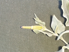 Acleisanthes