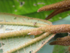 Miconia astroplocama