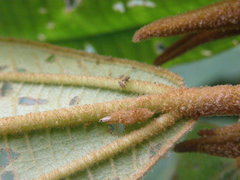 Miconia astroplocama