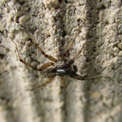 Pardosa moesta