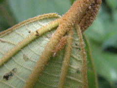 Miconia astroplocama