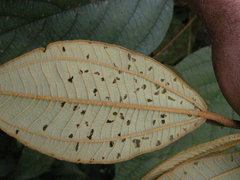 Miconia astroplocama