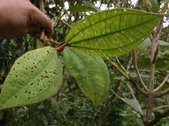 Miconia astroplocama