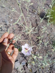 Sphaeralcea polychroma
