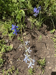Delphinium carolinianum