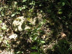 Lapsana communis intermedia