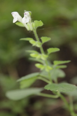 Scutellaria albida
