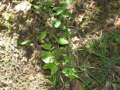 Lapsana communis intermedia