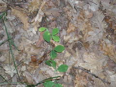 Lathyrus rotundifolius
