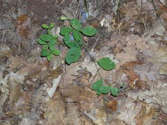 Lathyrus rotundifolius