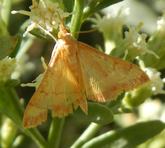 Pyrausta pseudonythesalis