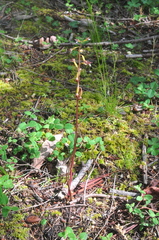 Corallorhiza maculata occidentalis
