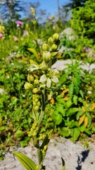 Veratrum album