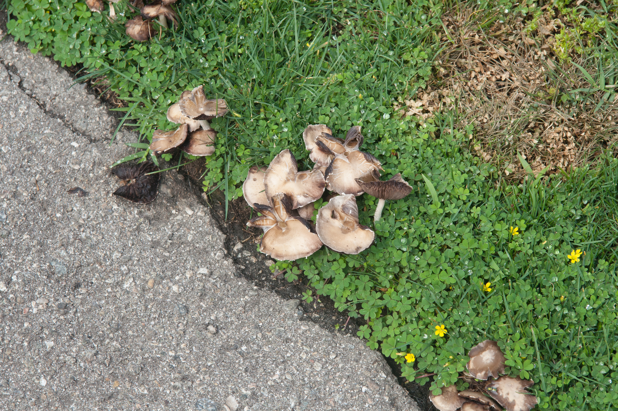 Psathyrella candolleana image